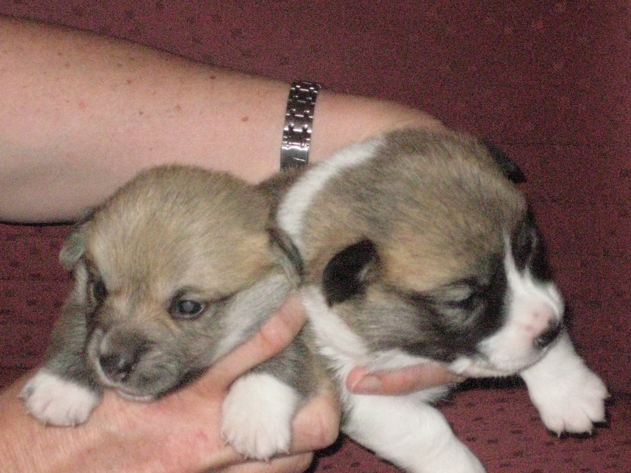 Pups